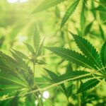 Is Recreational Weed Legal In Virginia